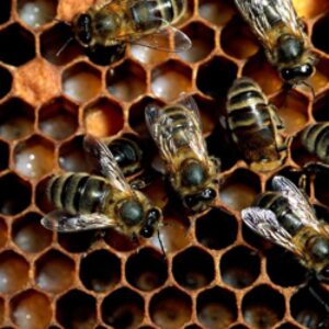 Una puntura di api le è fatale