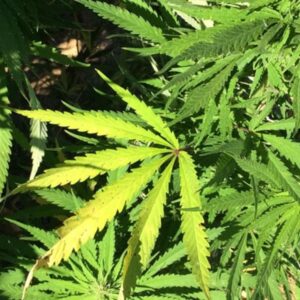 ‘Cannabis Light? Sentenza che crea altra confusione, noi continuiamo a venderla’