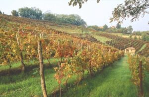 Settore vitivinicolo: perdite stimate dal 60 al 70 per cento