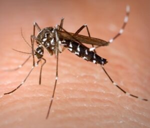 Alessandria, via al secondo ciclo di trattamenti anti-zanzara contro la Culex pipiens