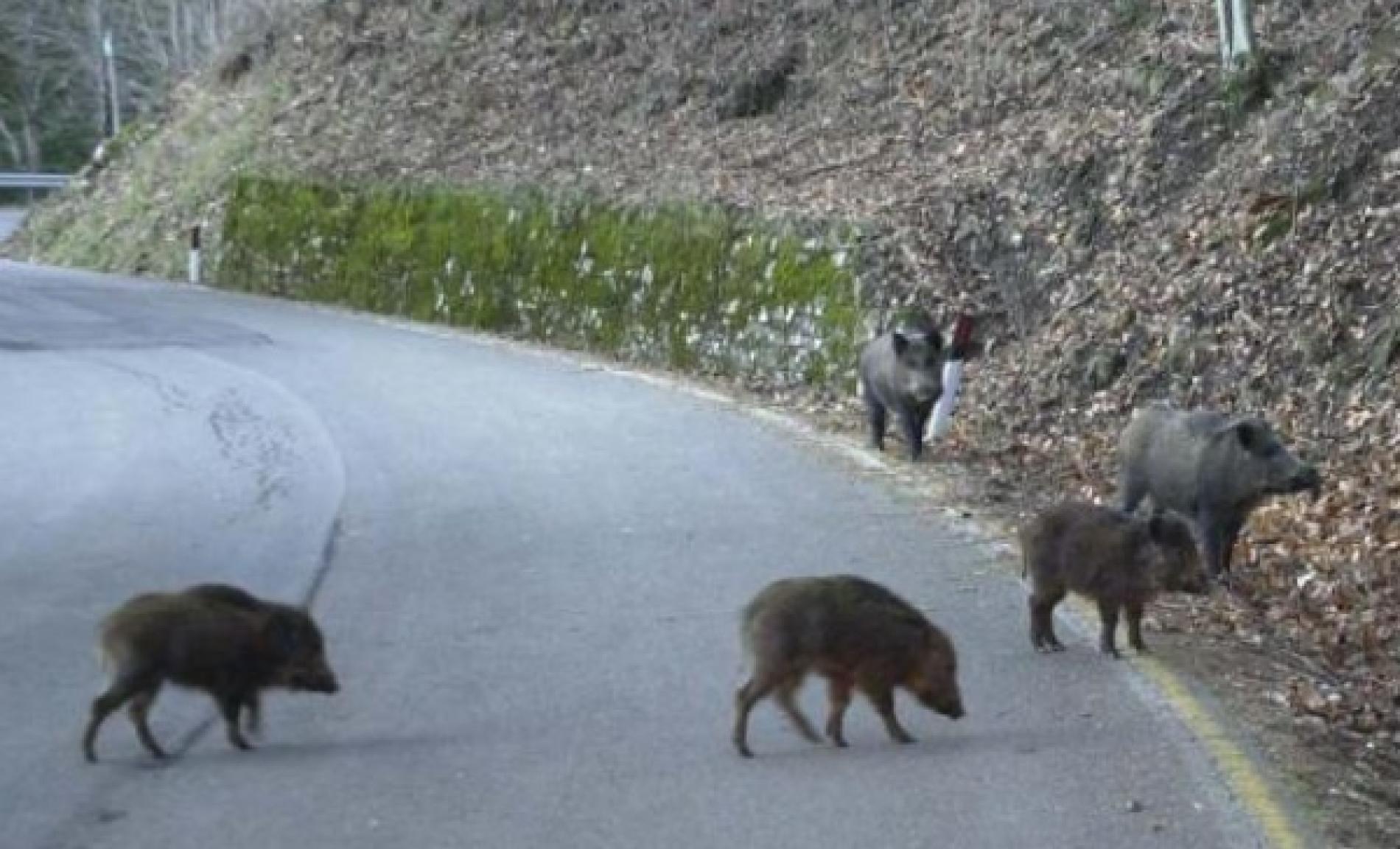 Peste suina africana: cinque nuove positività in Piemonte, una ad Arquata Scrivia