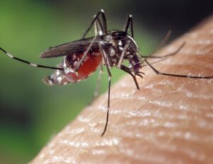 Un caso di chikungunya in città, ordinata la bonifica