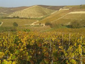 Sarà una vendemmia eccellente e anticipata