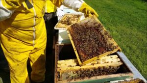 Apicoltura, la Regione corre ai ripari dopo l’annata disastrosa