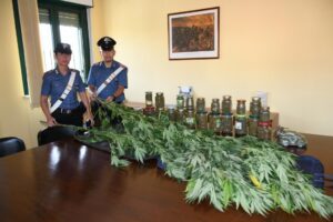 Piante di marijuana nascoste dal canneto: arrestato 60enne