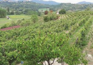 Addio grano, ora nelle campagne ci sono nocciole e ulivi
