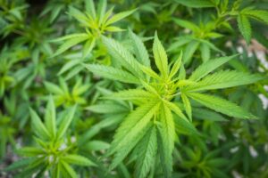 Blitz della “mobile” di Milano in una cascina dove c’erano 380 piante di marijuana