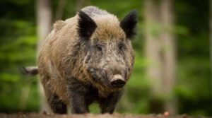 Canalis (Pd): “Cinghiali, la Giunta Cirio sbaglia tempi e strategia”