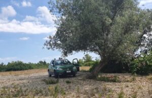 Danneggiamenti in un bosco ceduo, scattano sanzioni
