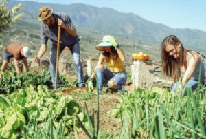 Contributo per i giovani agricoltori: al via la presentazione delle domande