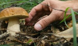 Servizio Micologico: attivo gratuitamente in tutta la Provincia