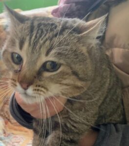 Domenica ‘Open day’ al Gattile sanitario