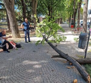 Si spezza un grosso ramo davanti al tribunale, colpita una donna