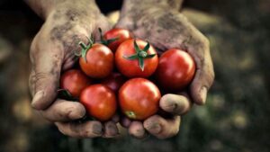 Coldiretti: “Il business agroalimentare supera i 24,5 miliardi”