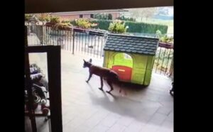 Fubine, un lupo tra le case? Forse (o forse no)