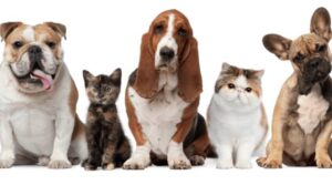 Come proteggere i nostri animali durante le feste?