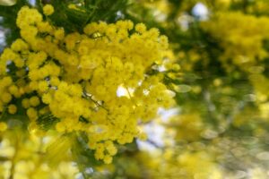 Alessandria, venditori abusivi di mimose: tre sanzioni