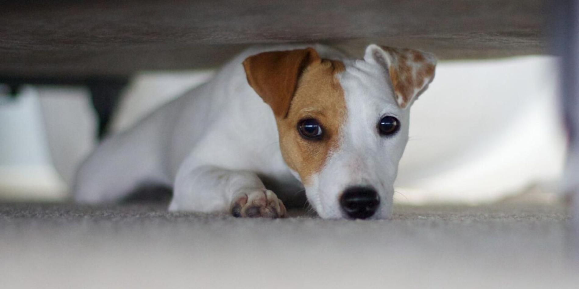 Botti di Capodanno: il Comune lancia una campagna per tutelare gli animali