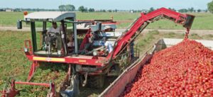 Pomodoro cinese in Ue, Coldiretti: “Stop alla concorrenza sleale”