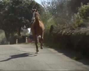 Valle San Bartolomeo: cavallo scappa e corre libero, segnalazioni degli automobilisti