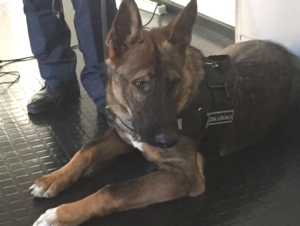 Il cane poliziotto Fox sarà premiato ad Animal’s Land