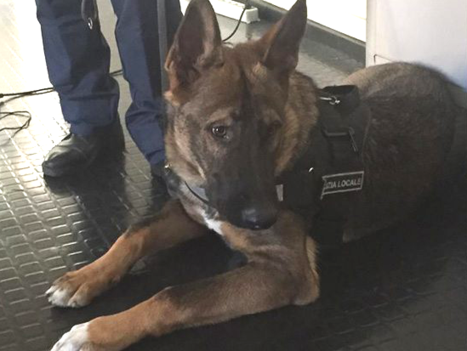 Alessandria: addio a Fox, il cane della Polizia municipale