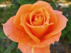 ‘Qualcosa di arancio’: letture, poesie e atmosfere di moda