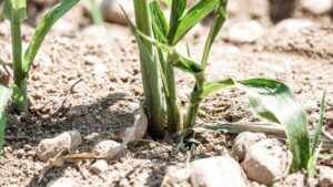 Coldiretti: “Siccità, fondamentale gestire le riserve d’acqua”