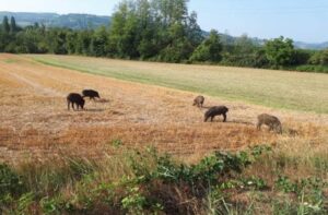 Confagricoltura Piemonte: “Urgenti misure contro la peste suina”