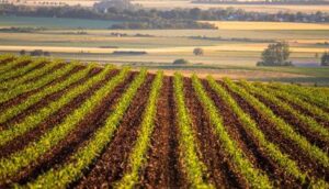 “Con il cambiamento climatico perso il 10% dei raccolti agricoli”