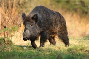 Incidente durante una battuta: cacciatore caricato da un cinghiale