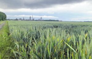 La Regione: «Nel Bormida i pesci sono contaminati dai Pfas, è meglio non mangiarli…»