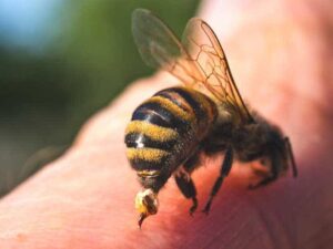 Gabiano: allergico al veleno, muore dopo la puntura di un calabrone
