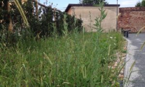 Alessandria: aree verdi, il calendario dei lavori