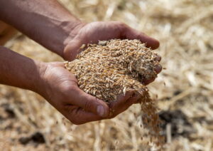 “Prezzi del grano in caduta libera. Attenti alla speculazione”