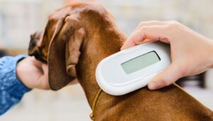 Microchip ai cani nelle Asl, Icardi: “Tariffa più bassa di altre regioni”