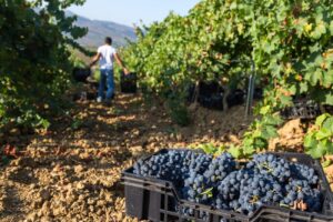 Crisi del vino in Piemonte, la Lega chiede un piano straordinario di sostegno