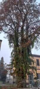 “San Michele, il verde merita più cura”