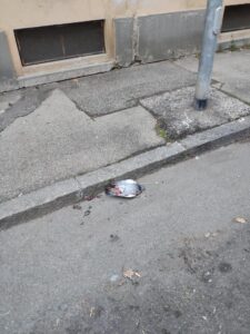Alessandria: ‘cecchino’ di piccioni in via Parnisetti?