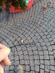 Alessandria: vandalizzato l’albero dei giardini
