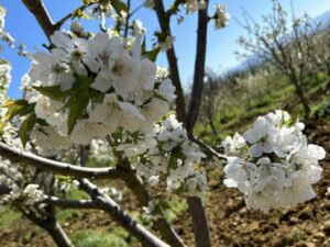 Rivarone: domenica si passeggia tra i ciliegi in fiore