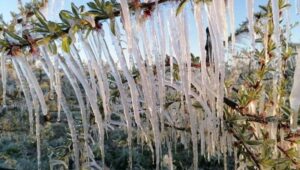 Coldiretti, agricoltori preoccupati per il crollo delle temperature