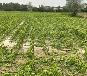 Coldiretti lancia l’allarme: campagne devastate da acqua e fango