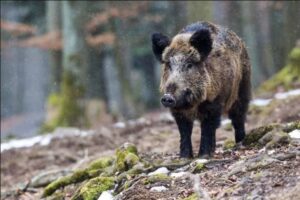 Peste suina, il Piemonte chiede deroga alle restrizioni alla caccia al cinghiale