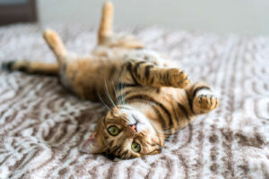 Alessandria celebra la Festa del Gatto con un evento al Gattile
