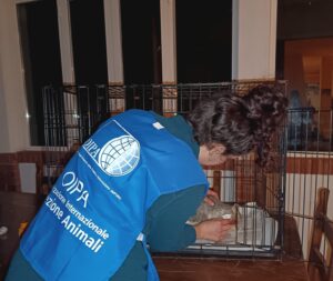 Oipa alla Fiera di Primavera per sostenere i gatti randagi