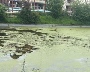 Le associazioni del Cristo: “Autorizzazione per intervenire sul laghetto del Fotovoltaico”