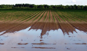 Clima e tropicalizzazione minacciano i raccolti agricoli globali