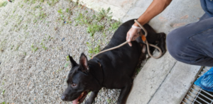 Alessandria, anziano vive tra i rifiuti: salvato insieme al cane