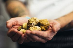 Tuber Next Gen 2025: il Piemonte investe nel futuro del tartufo